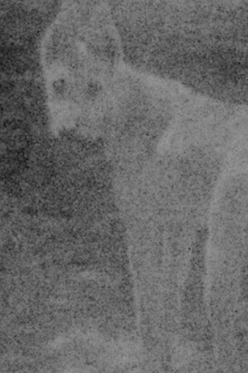 Do Caldeirão da Santa Cruz do Deserto