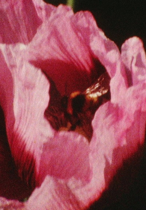 Póster oficial de Garden Pieces (1998) - Documentary