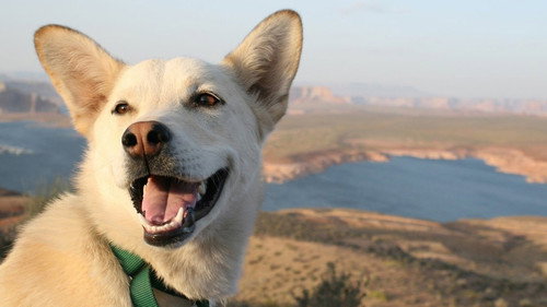 DogTown Backdrop Blur
