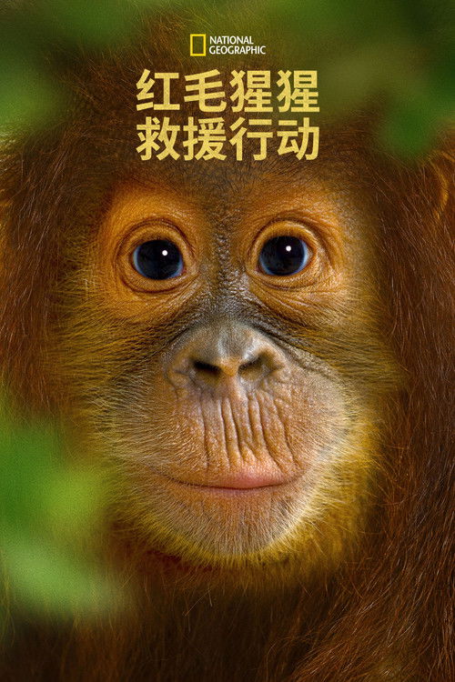 Operation Orangutan poster