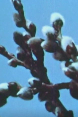 The Tale Of Moose Baby poster