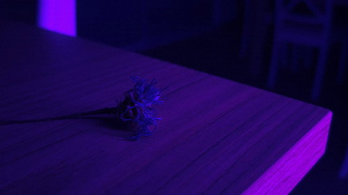 Centaurea - imagem 7