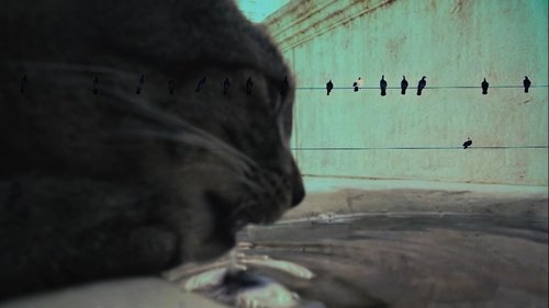 7 Vidas