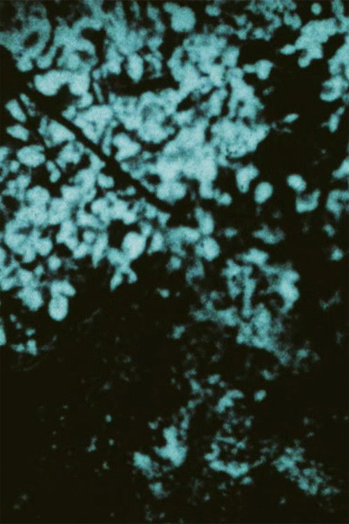 Don't Move (1996) poster