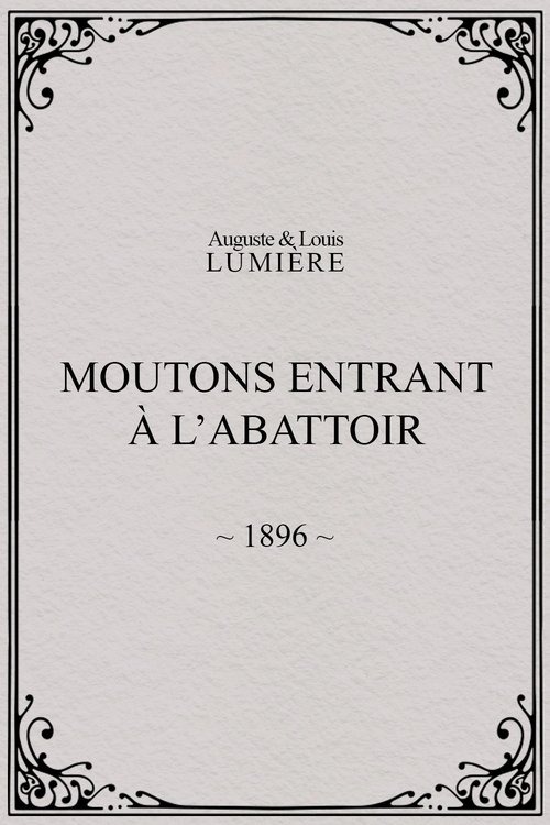 Moutons entrant à l'abattoir