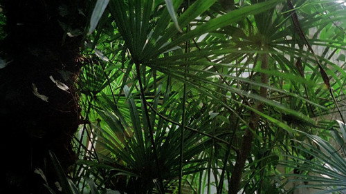 A Whisper in the Dark