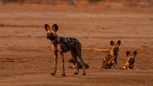 Wild Dogs: Running with the Pack