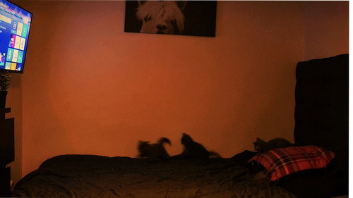 5 Greys Backdrop Blur