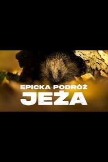 Epicka podróż jeża