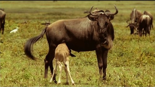 If I Were a Wildebeest
