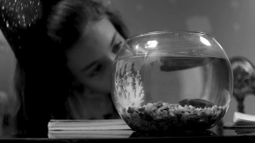 Fish do have memory — Fondos 1