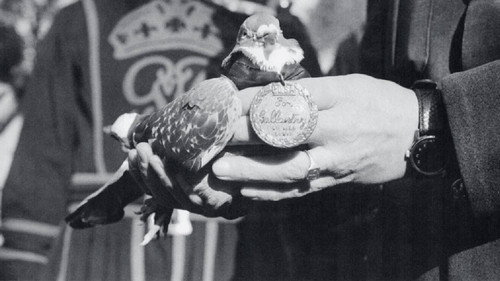 War Pigeon