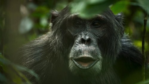 O Império dos Chimpanzés: 1×4