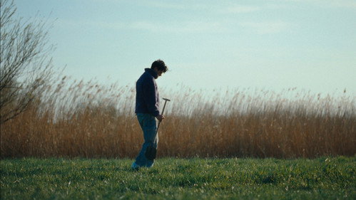 A Quarter Century Tulip