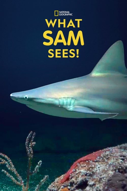 What Sam Sees poster