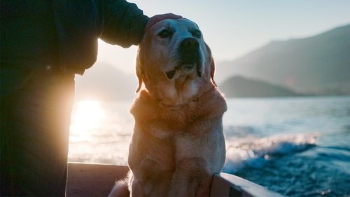 Poster della serie Dogs