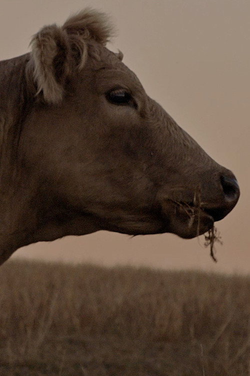 Pôster oficial de With the Cattle (2021) - Documentário