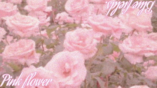 Flores rosas em meio aos campos azuis. Backdrop Blur