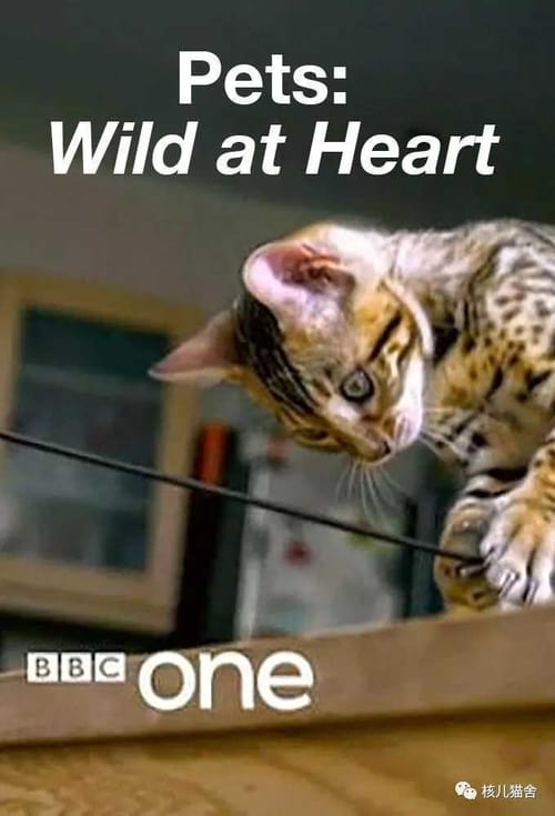 Poster Pets: Wild at Heart