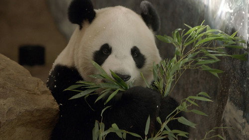 De kleine reuzenpanda vliegt uit Backdrop Blur