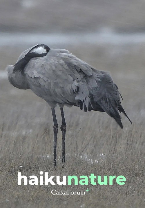 Haiku Nature poster