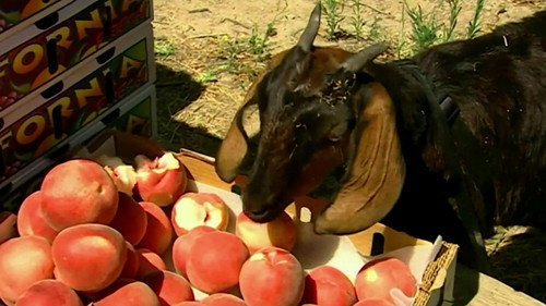 Clementine the Goat