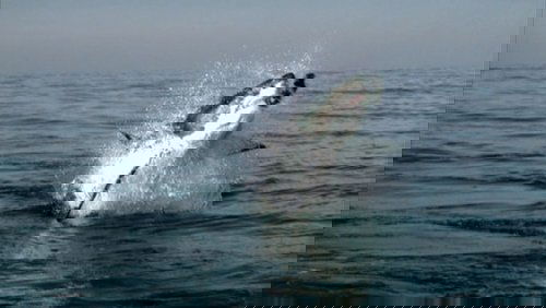 Diaries - Shark Quest