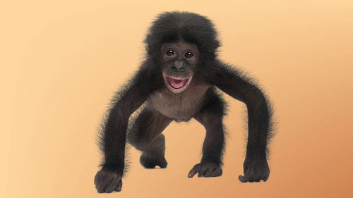 World's Cutest Animals - Season 1 Backdrop Blur