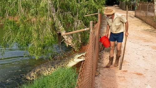 Living With Crocodiles Backdrop Blur