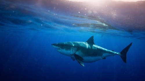 世上最大大白鲨：夏威夷探险