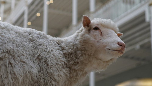 Dolly: The Sheep That Changed the World Backdrop Blur