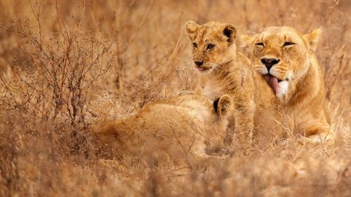 Lion Kingdom