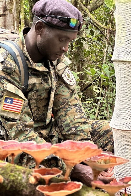 Cartell de Overburden