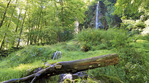 Natur pur - Deutsche Wälder