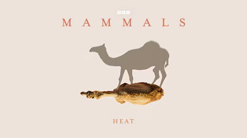 Heat