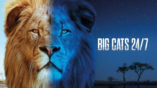 Big Cats 24/7