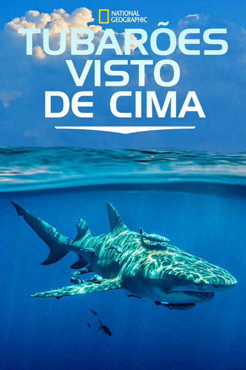 Tubarões Visto de Cima