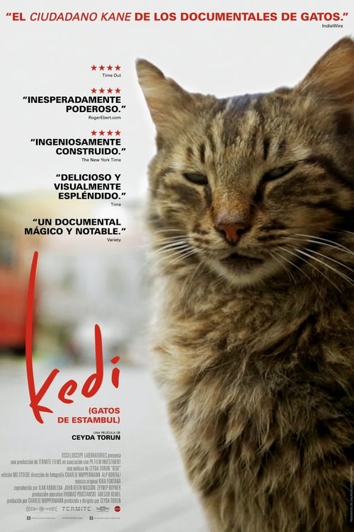 Kedi poster