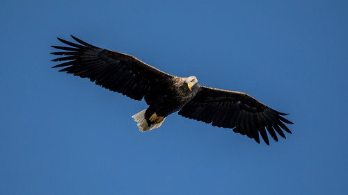 Backdrop for The Eagle With the Sunlit Eye