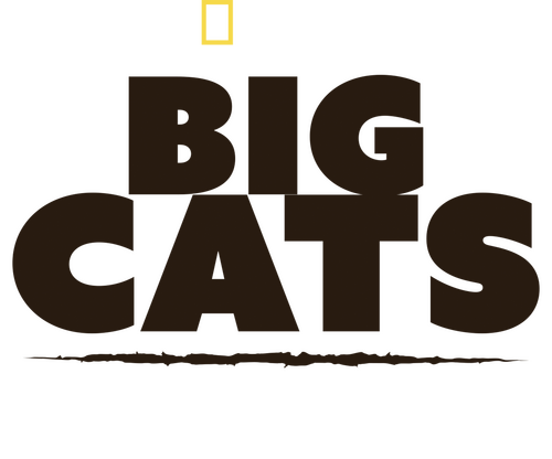 Big Cats: An Amazing Animal Family