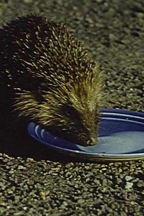 Everywhere is a Wildlife Park