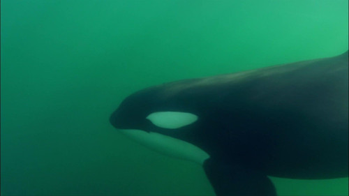Killer Whales - The Ultimate Guide Bild 4