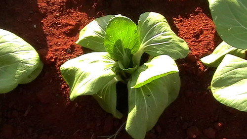 El Jardín — Fundos 1