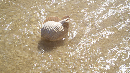 Time and the Seashell