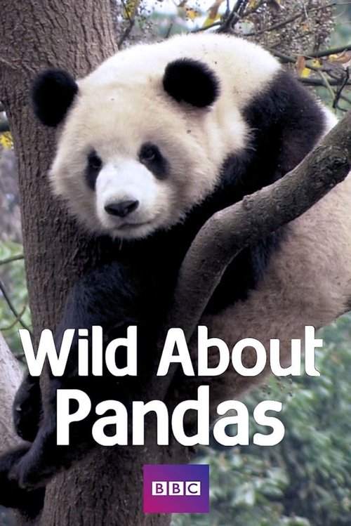 Poster Wild About Pandas