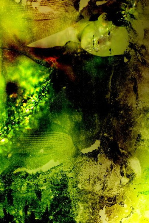 Cellulose Documents: Forget Me Not