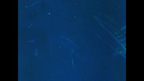 Sound of a Million Insects, Light of a Thousand Stars