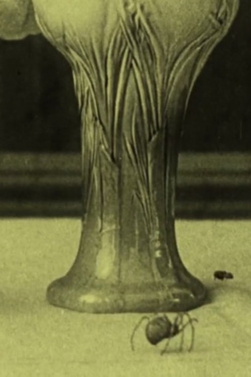 The Spider and the Fly poster