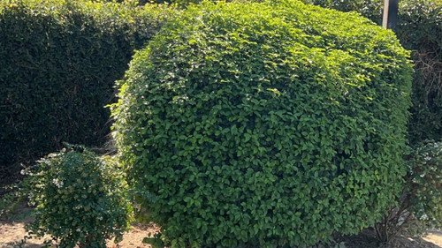 The Bush Backdrop Blur