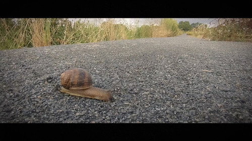 Wandering: The Art of Noticing